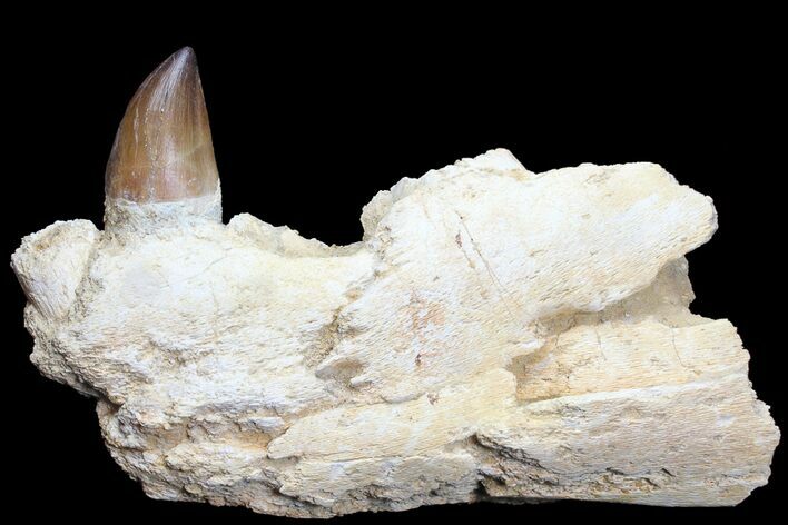 Mosasaur (Prognathodon) Jaw Section - Morocco #78096